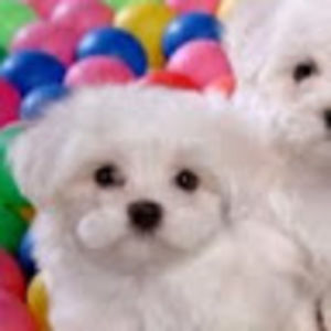 Meet your Posher, Glenda